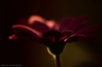 Non faccio foto di fiori