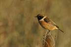 Saltimpalo (Saxixola rubicola) Saltimpalo (Saxixola rubicola)