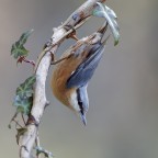 ....a testa in giù... ....a testa in giù...