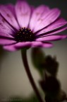 Non faccio foto di fiori