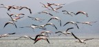 fenicotteri in volo fenicotteri in volo