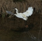 Garzetta in partenza Garzetta in partenza