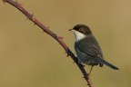 Occhiocotto. (Sylvia melanocephala)