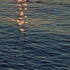 scintille