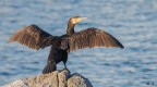 Cormorano, operazioni di asciugatura Cormorano, operazioni di asciugatura