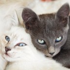 i teneroni... i teneroni...