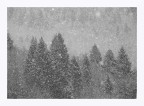 Nevica sull'abetaia Nevica sull'abetaia
