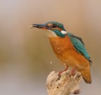 Giovane femmina di Martin pescatore Giovane femmina di Martin pescatore