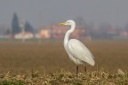 Airone bianco maggiore