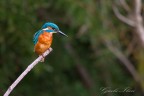 Martin pescatore Martin pescatore