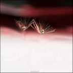 oltre le nuvole il tramonto. oltre le nuvole il tramonto.