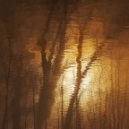 riflessi dorati riflessi dorati