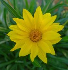 Raggio di sole Raggio di sole