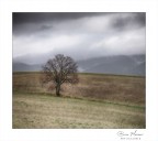 Per fare un albero.... Per fare un albero....