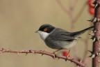 Occhiocotto. (Sylvia melanocephala) Occhiocotto. (Sylvia melanocephala)