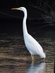Great White Heron Great White Heron