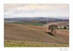 Colline Toscane Colline Toscane