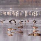 Pavoncelle e avocette