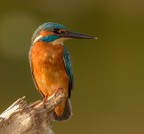 Martin Pescatore alle prime ore dell'alba Martin Pescatore alle prime ore dell'alba
