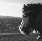 I cavalli inglesi con la barba <3 I cavalli inglesi con la barba <3