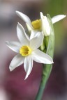 bianco seta_1 bianco seta_1