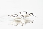 Avocette high key Avocette high key