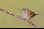 Passera scopaiola