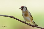 Cardellino_DSC0371
