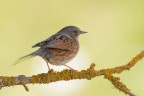 Passera-scopaiola_DSC0139