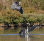 Airone cenerino Airone cenerino