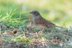Passera-scopaiola_DSC0244