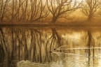 nuotare nell'oro