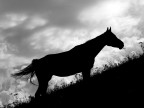 Silhouette di un cavallo, mi sarebbe tanto piaciuto inquadrare tutte le zampe, ma purtroppo non potevo.