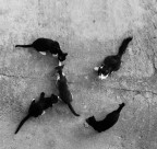 No trip for cats No trip for cats