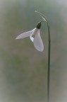 Galanthus Nivalis(bucaneve) Galanthus Nivalis(bucaneve)
