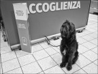 'ccoglienza
