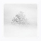 Albero nella nebbia Albero nella nebbia