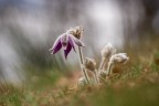 Pulsatilla Pulsatilla