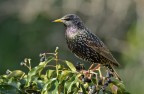 Sturnus vulgaris Sturnus vulgaris
