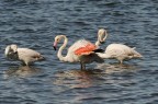 Fenicotteri Fenicotteri