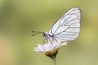 Aporia crataegi Aporia crataegi