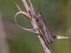 Cavaletta