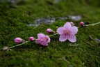 Fioritura... Fioritura...