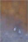 Galanthus nivalis Galanthus nivalis