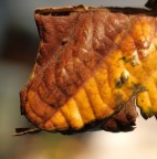 Attenzione! Attenzione!