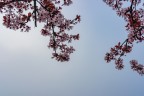 La primavera  uscita