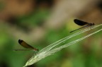 libellule su spiga