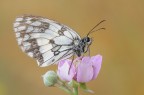 Melanargia galathea