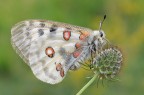 Parnassius apollo Parnassius apollo