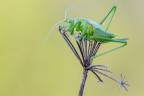 Tettigonia viridissima Tettigonia viridissima